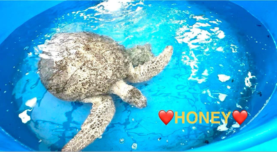 Green Sea Turtle named Honey