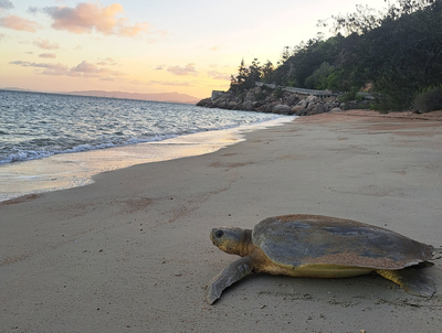 Flatback Turtle