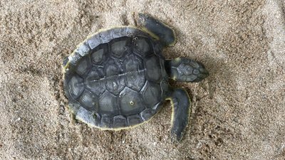 Flatback Turtle Hatchling