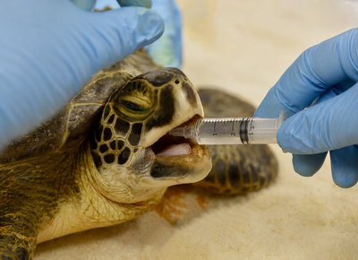 Medicating a turtle