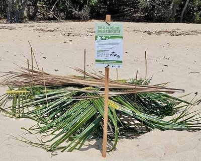 Turtle nest site