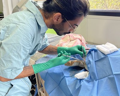 Turtle surgery